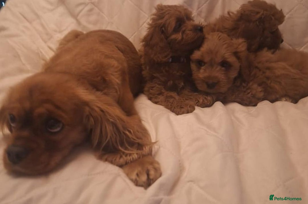 Cavapoo dogs for sale: Beautiful F1 Cavapoos - Advert 16