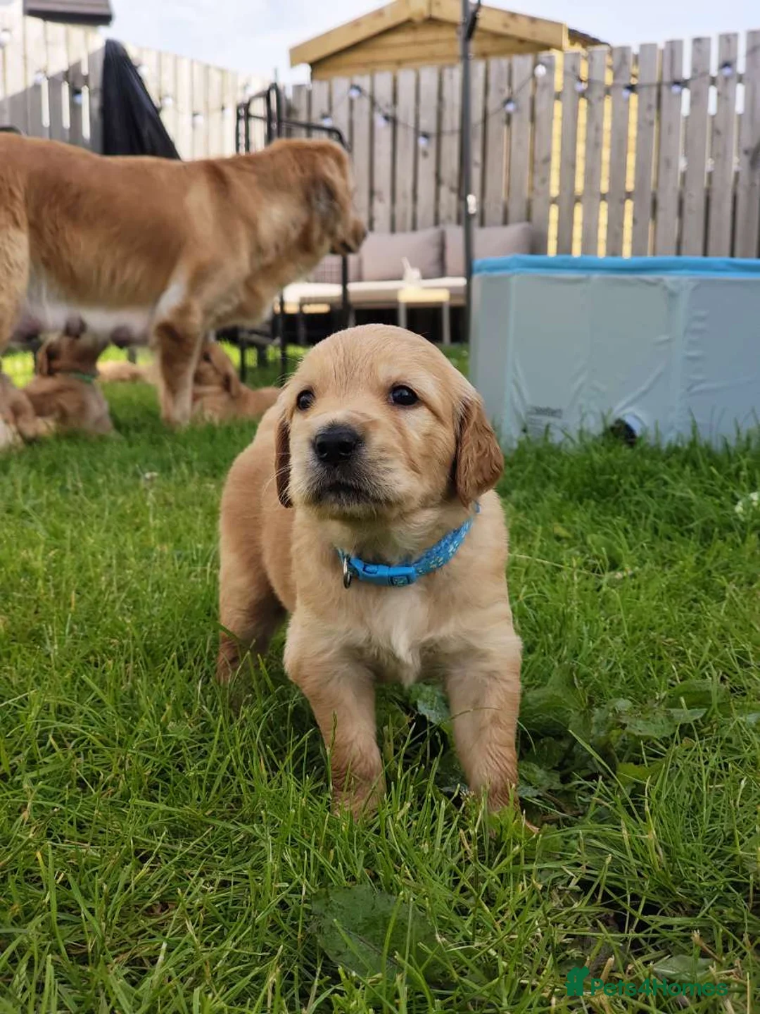 Golden Retriever dogs for sale: 2 Golden Retriever Puppies, red foxish colour   - Advert 1