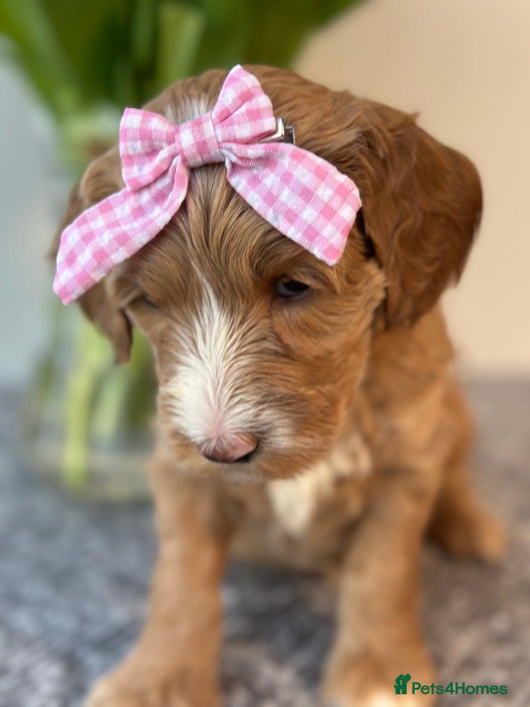 Goldendoodle dogs for sale: Australian Labradoodle RED&White TUX -Waiting list - Image 20