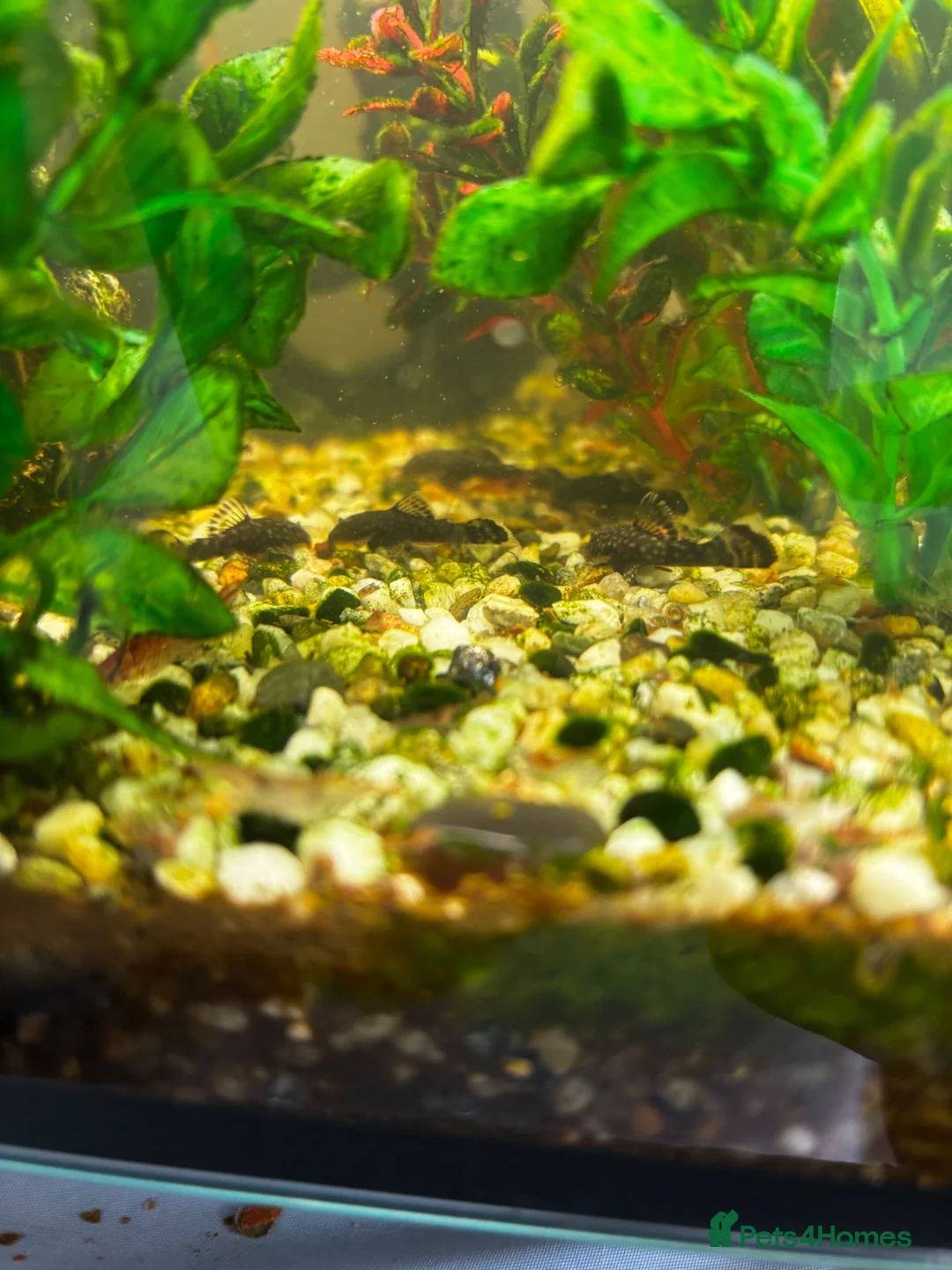 Catfish fish for sale: Baby Bristnose Catfish in Croydon - Advert 5