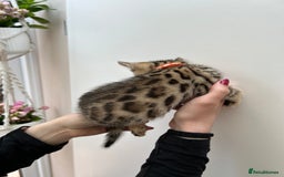 Bengal cats for sale: GORGEOUS PURE BENGAL KITTENS READY TO GO ❤️ - Image 15