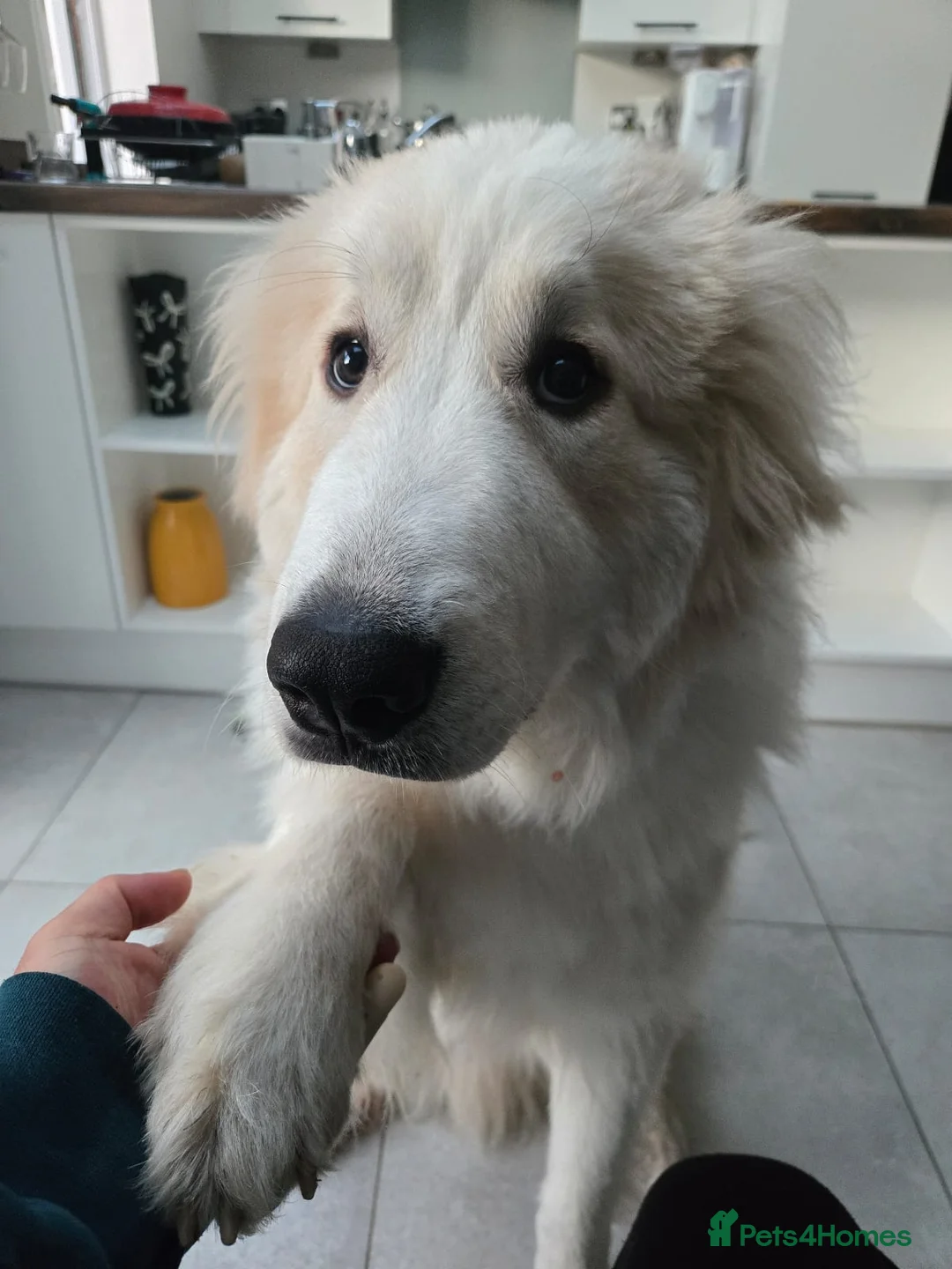 Pyrenean Mountain Dog dogs for sale: Pyrenean Mountain Dog - Advert 4