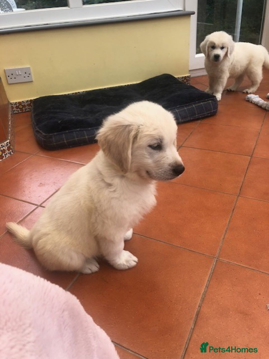 Golden Retriever dogs for sale: Home bred Chunky cream Goldie pups - Image 24