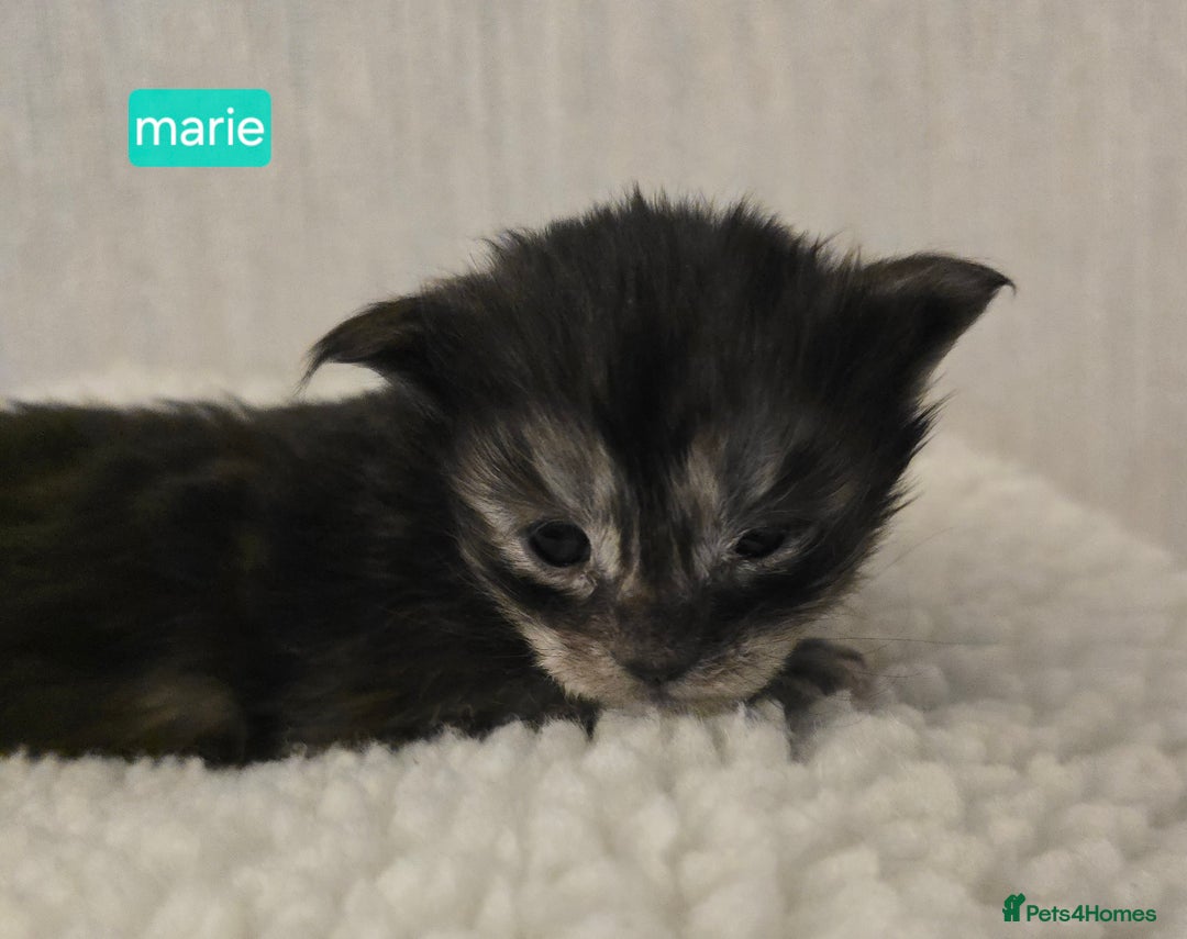 Maine Coon cats for sale: Maine Coon Kittens Smokes Large Russian Lines - Image 7