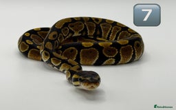 Python Snake reptiles for sale: Baby ball pythons for sale  - Advert 12