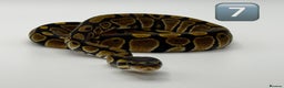 Python Snake reptiles for sale: Baby ball pythons for sale  - Advert 12