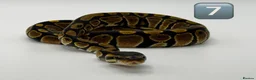 Python Snake reptiles for sale: Baby ball pythons for sale  - Advert 12