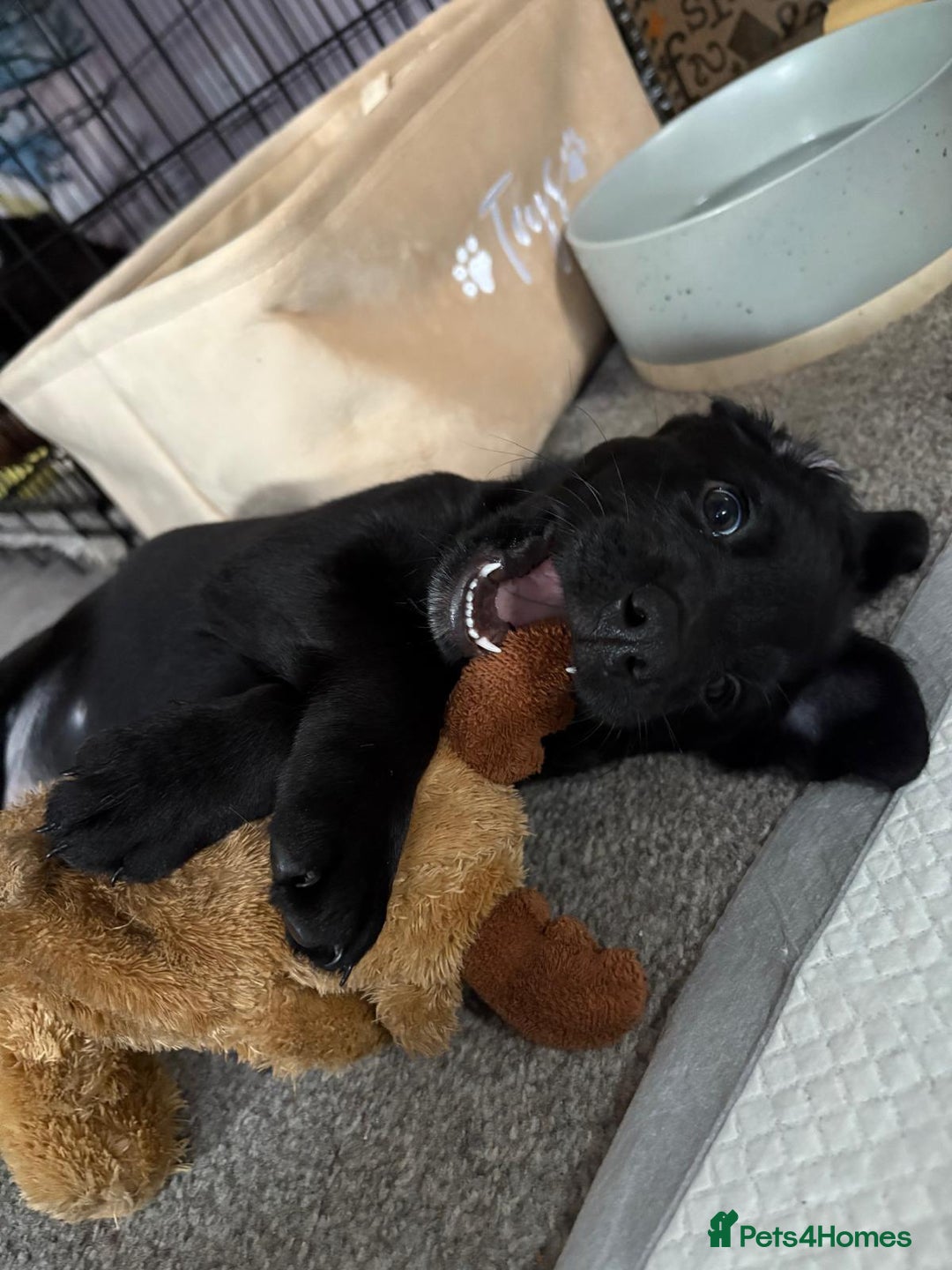 Mixed Breed dogs for sale: Black lab mix  - Image 2