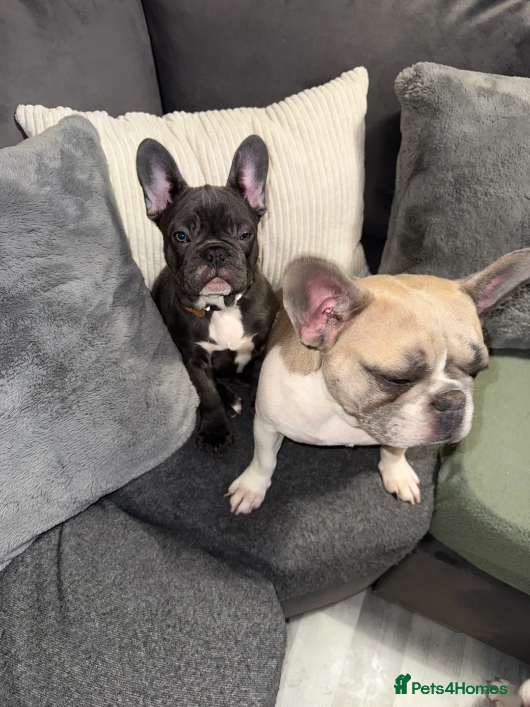 French Bulldog dogs for sale: 2 female French Bulldog –14 weeks old💙 🐾 - Advert 13