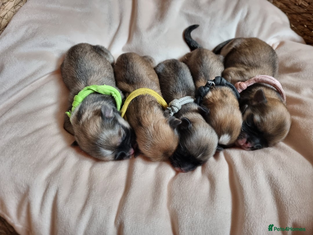 Lhasa Apso dogs for sale: Pure bred Lhasa Apso puppies  - Image 1