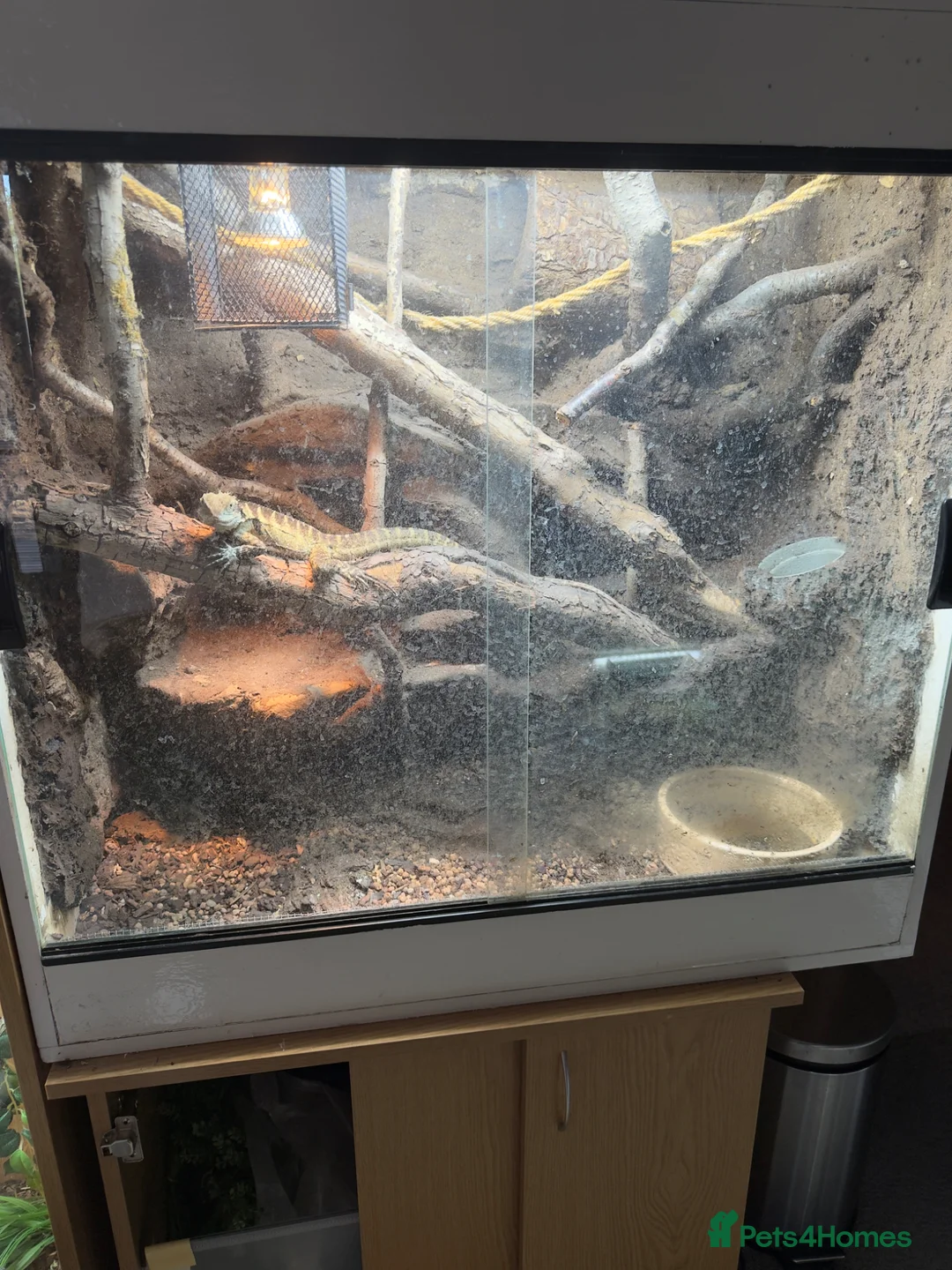 Lizard reptiles for sale: Australian water dragon  - Advert 2