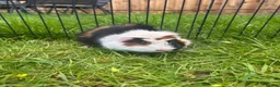 Guinea Pig rodents for sale: Hawk & Panda  - Advert 3