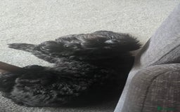 Cockapoo dogs for sale: Molly F1 cockapoo 💝 - Advert 7