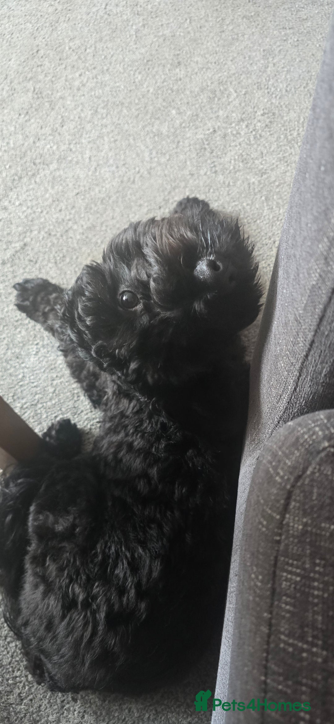 Cockapoo dogs for sale: Molly F1 cockapoo 💝 - Advert 7