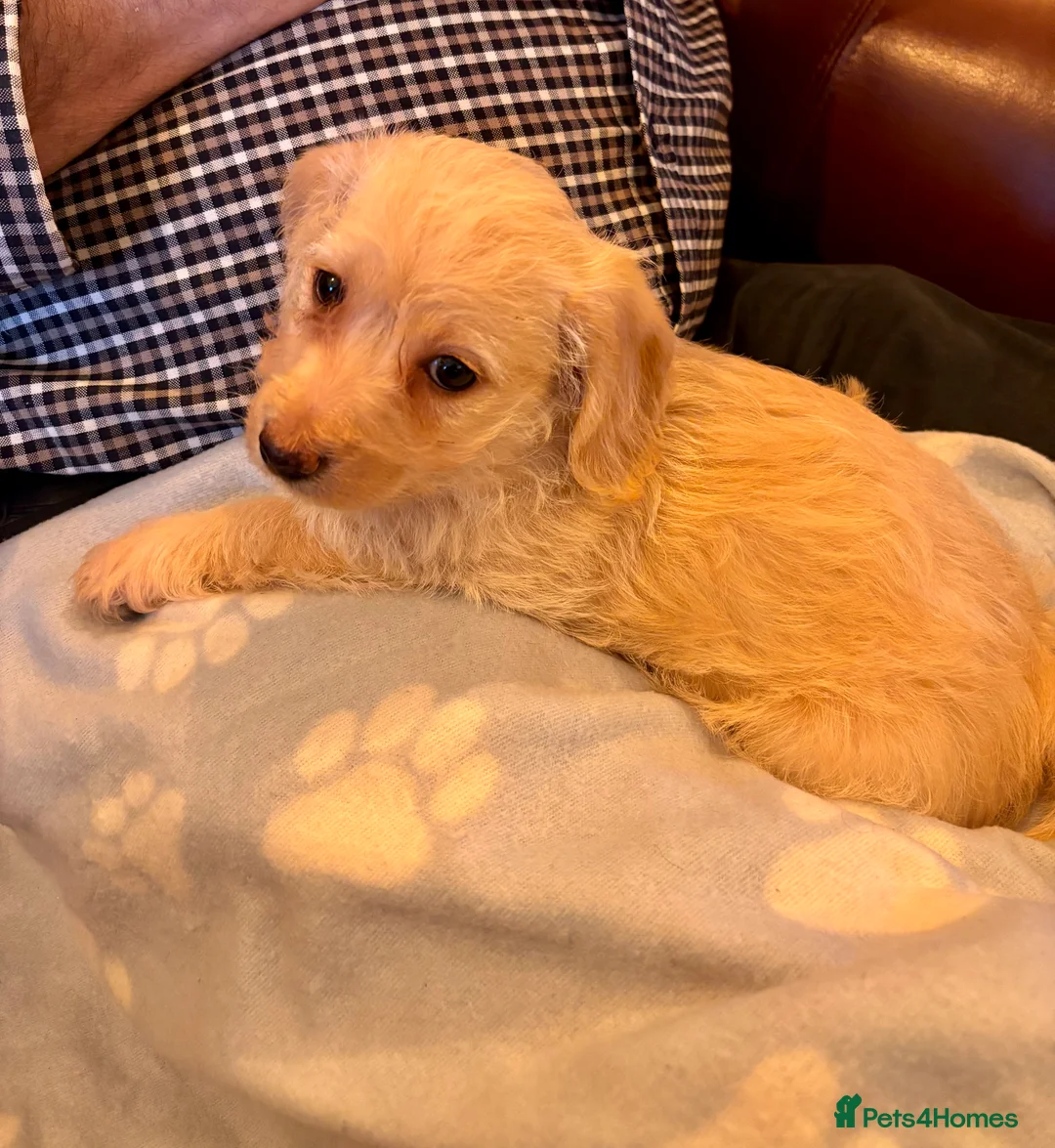 Mixed Breed dogs for sale: Puppy girl  - Advert 2