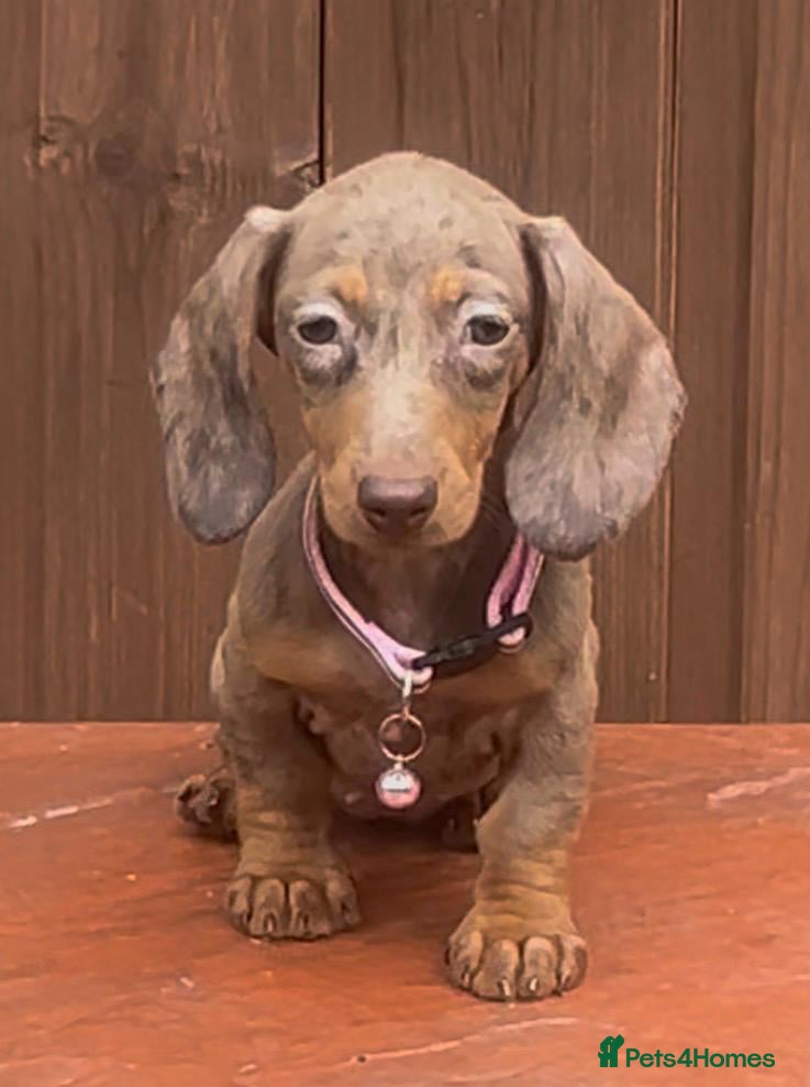 Miniature Dachshund dogs Mini dachshunds - Advert 14