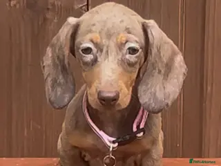 Miniature Dachshund dogs Mini dachshunds - Advert 2