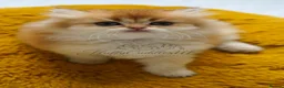 British Longhair cats for sale: TICA Exceptional Pedigree Golden British Kittens - Advert 23
