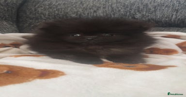 Pomeranian dogs Pomeranian puppies - Advert 7