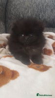 Pomeranian dogs Pomeranian puppies - Advert 3
