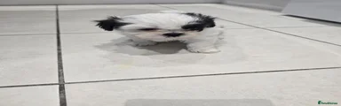 Shih Tzu 3