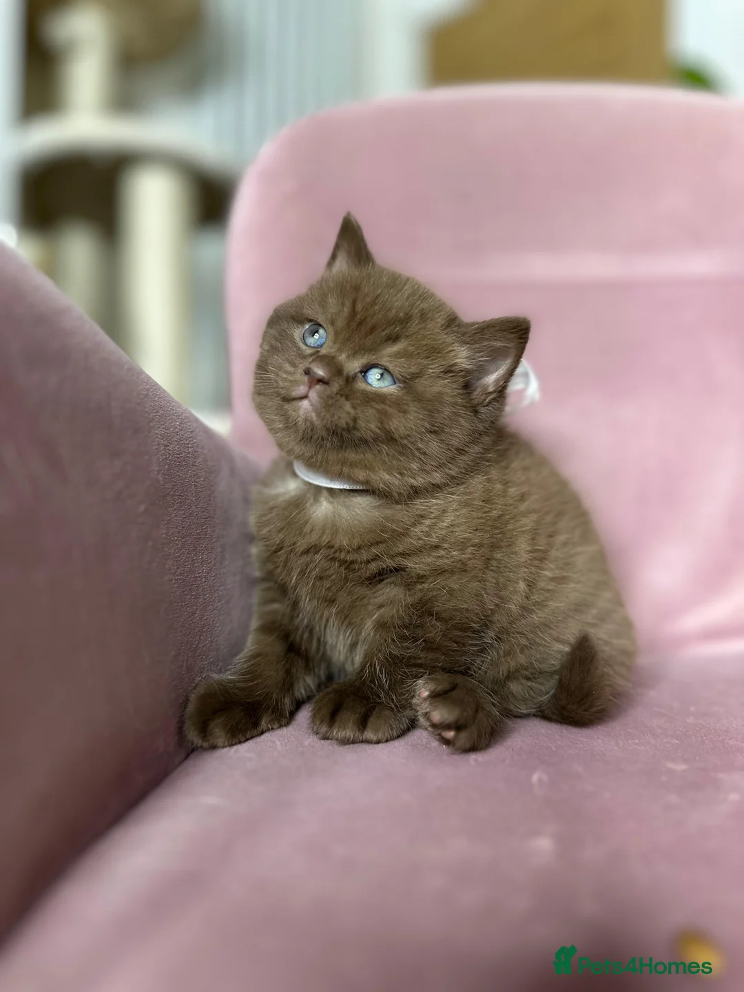 British Shorthair cats for sale: Adorable British Shorthair Kittens for Sale in Lincoln - Advert 13