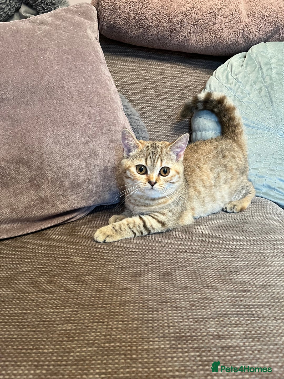 British Shorthair cats for sale: British Shorthair Kittens  - Image 4