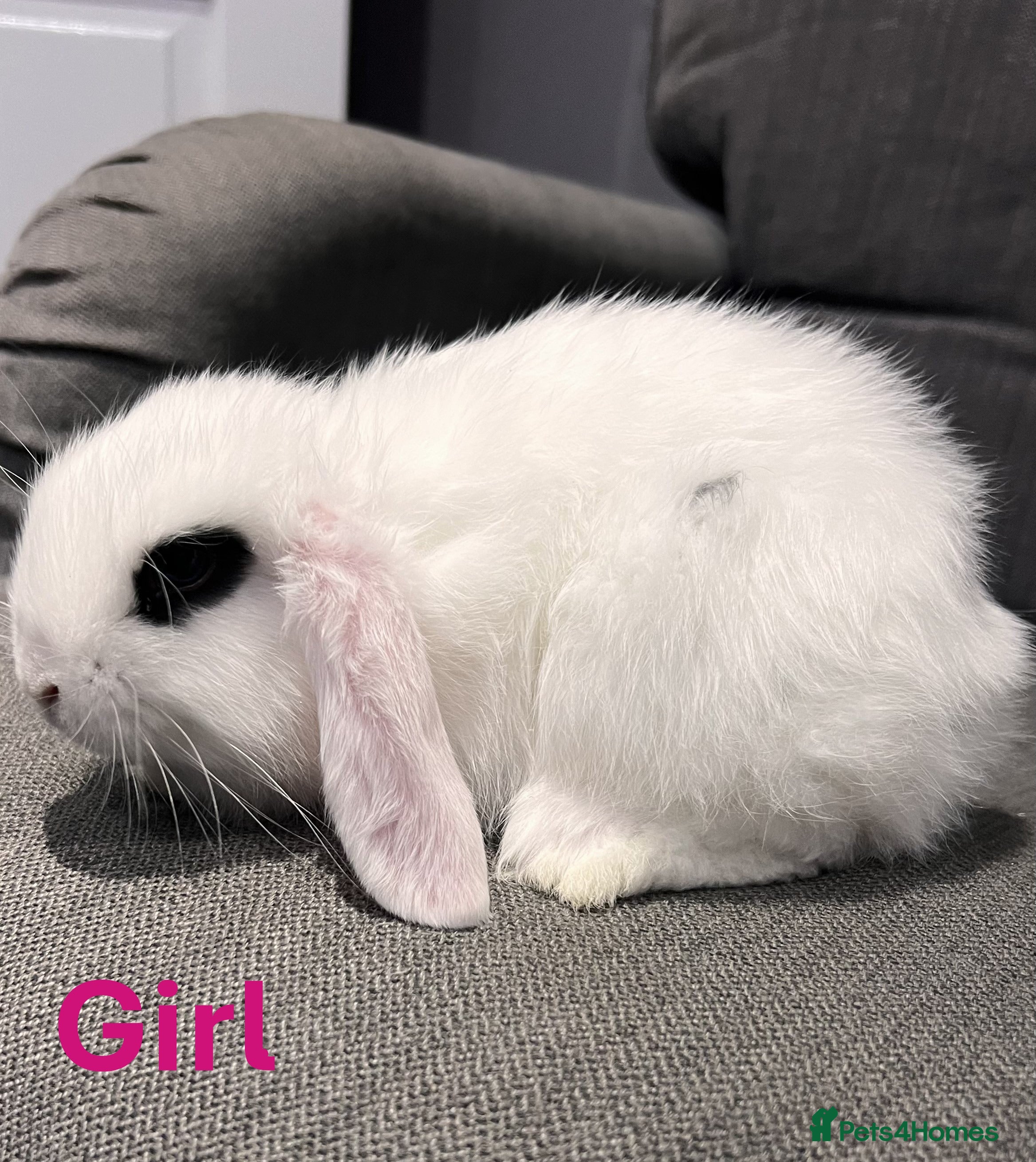 Mini Lop rabbits 🐰 Adorable mini lop Rabbits for Sale - Advert 17