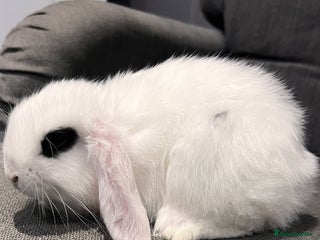 Mini Lop rabbits 🐰 Adorable mini lop Rabbits for Sale - Advert 16