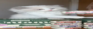 Sugar