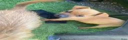 Mixed Breed dogs for sale: Jack Russell cross Yorkie cross Chihuahua  in Pontypool - Advert 15