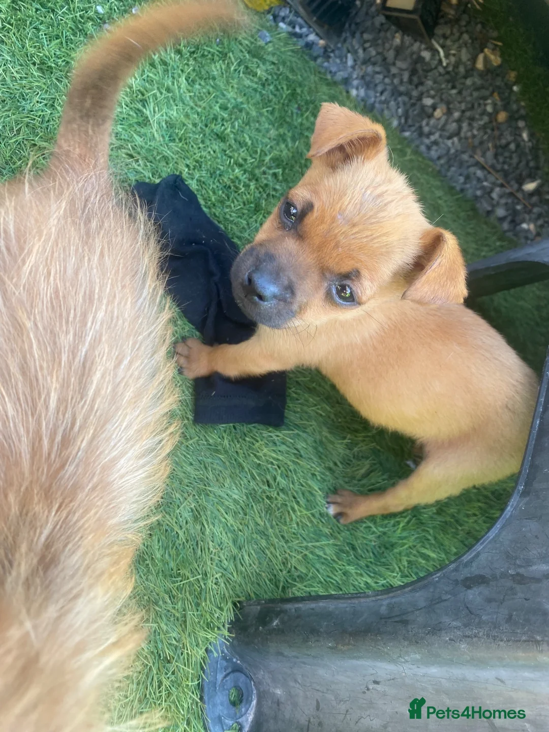Mixed Breed dogs for sale: Jack Russell cross Yorkie cross Chihuahua  in Pontypool - Advert 15