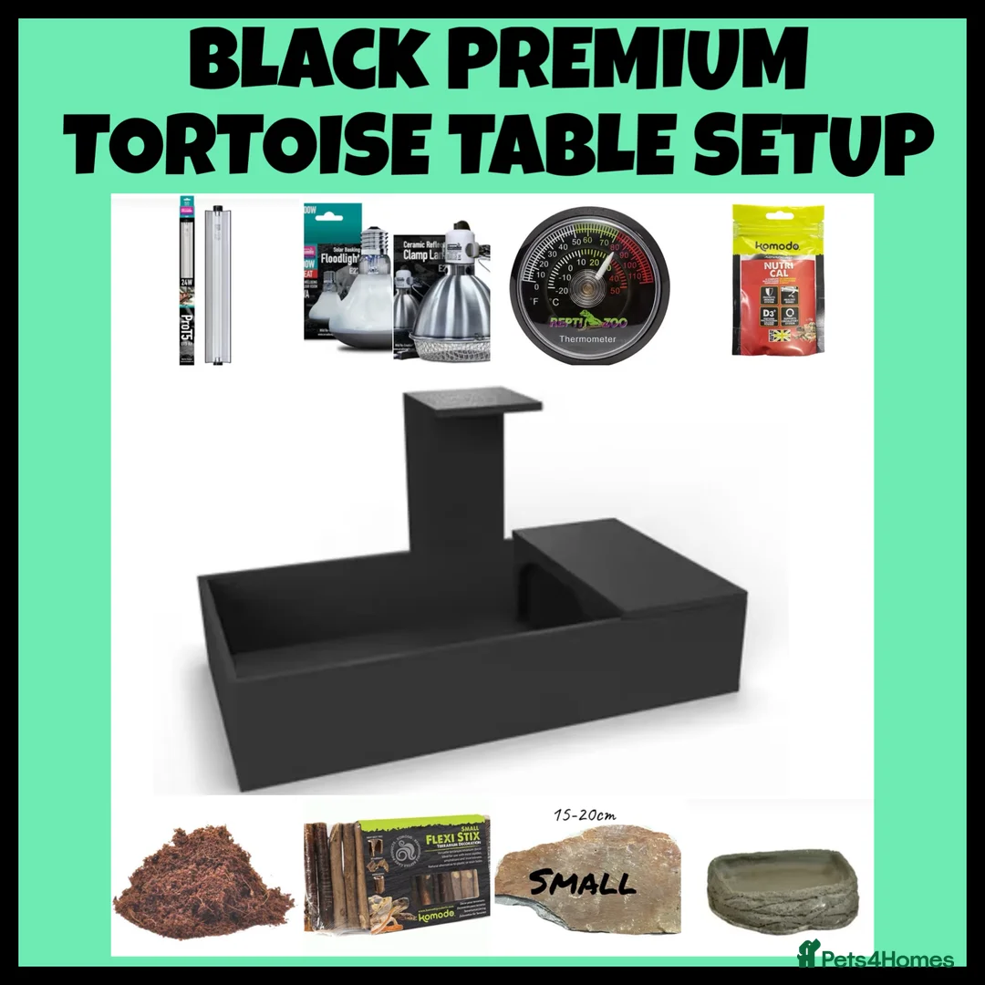 Hermann Tortoise reptiles for sale: Baby hermanns tortoises for sale and setups  - Advert 11