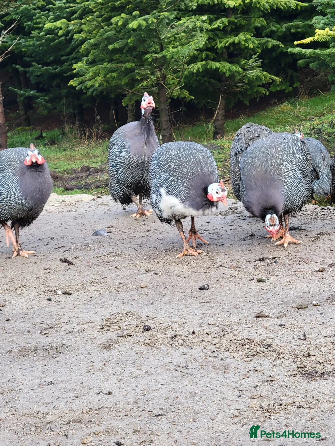 Guinea Fowl poultry for sale: Female Guinea Fowl for Sale! - Advert 2