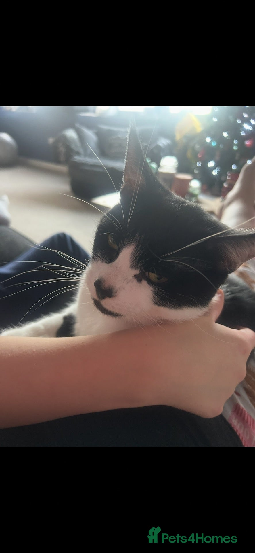 Mixed Breed cats Desperately need to rehome my boys asap - Advert 1