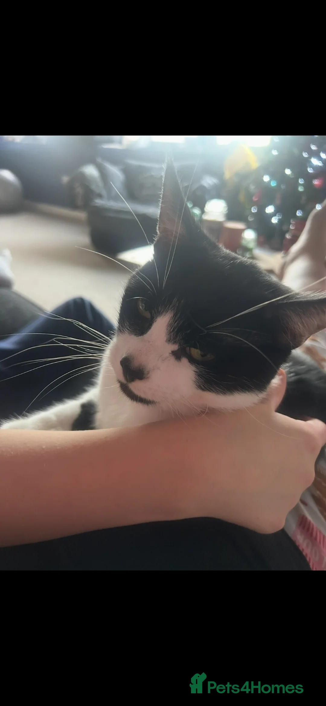 Mixed Breed cats for sale: Desperately need to rehome my boys asap in Bedford - Advert 1