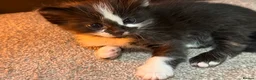 Mixed Breed cats for sale: Four Stunning Ragdoll  & Ragamuffin kittens  - Advert 29
