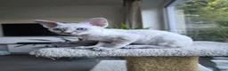 Devon Rex cats for sale: Devon Rex kittens pointed💙blue eyes💙 - Advert 28