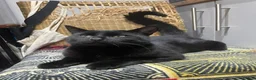 Domestic Shorthair cats for sale: Black boy who loves cuddles in Birmingham - Advert 2