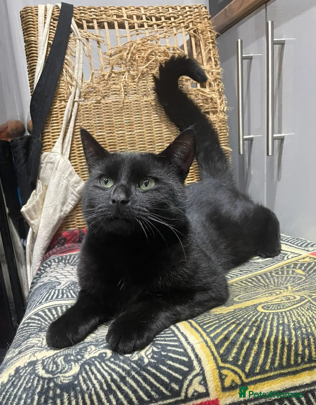 Domestic Shorthair cats for sale: Black boy who loves cuddles in Birmingham - Advert 2