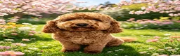 Cavapoo dogs for sale: 🐶🌸Stunning F1b Toy Cavapoo’s dark fox red 🐾 - Advert 1