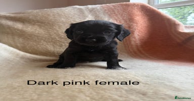 Cocker Spaniel dogs - Advert 4