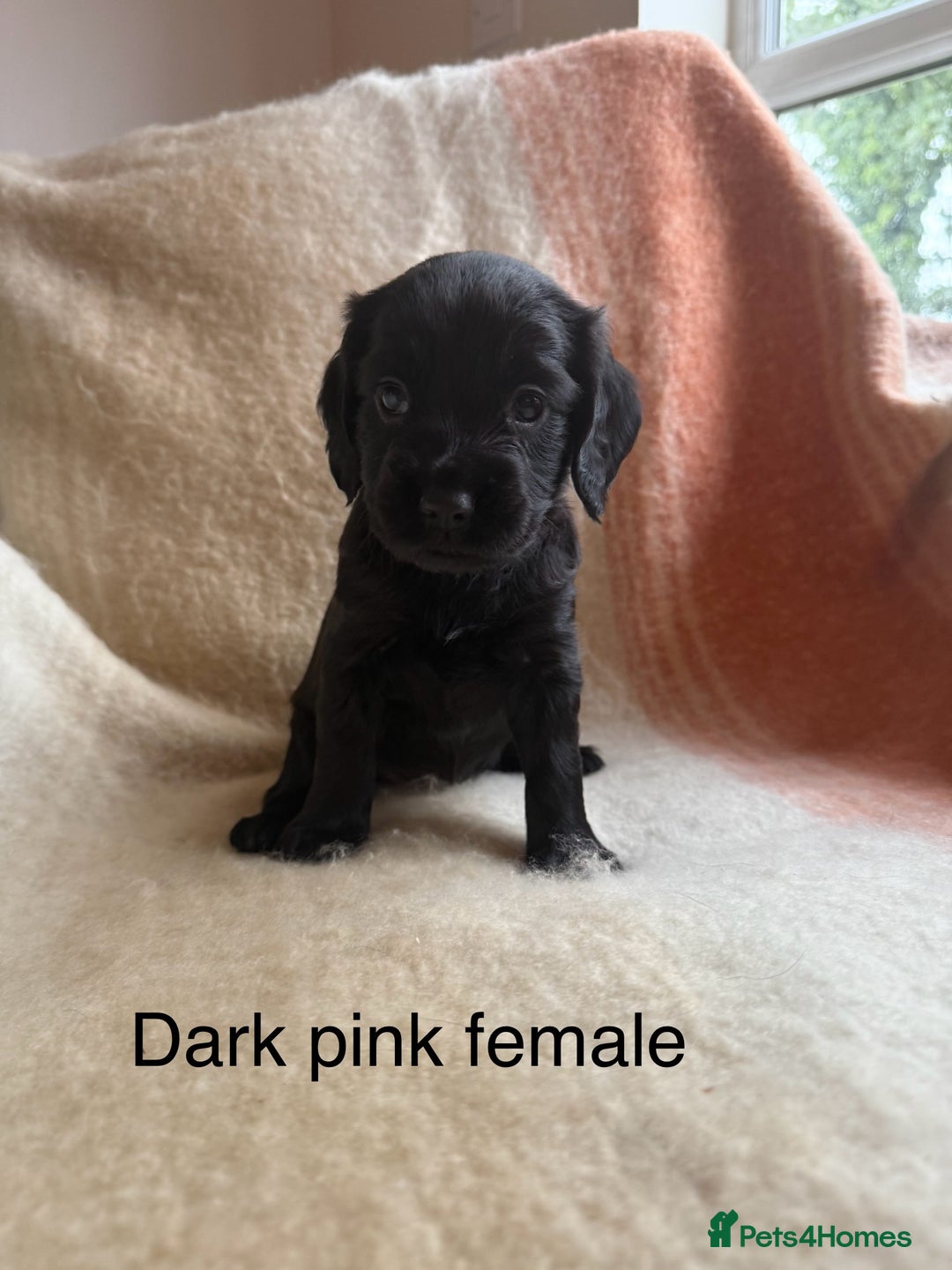Cocker Spaniel dogs for sale: Working cocker spaniel LAST 2 REMAINING  - Image 3