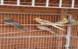 Cockatiels birds for sale: Mixed young cockatiels  - Image 4