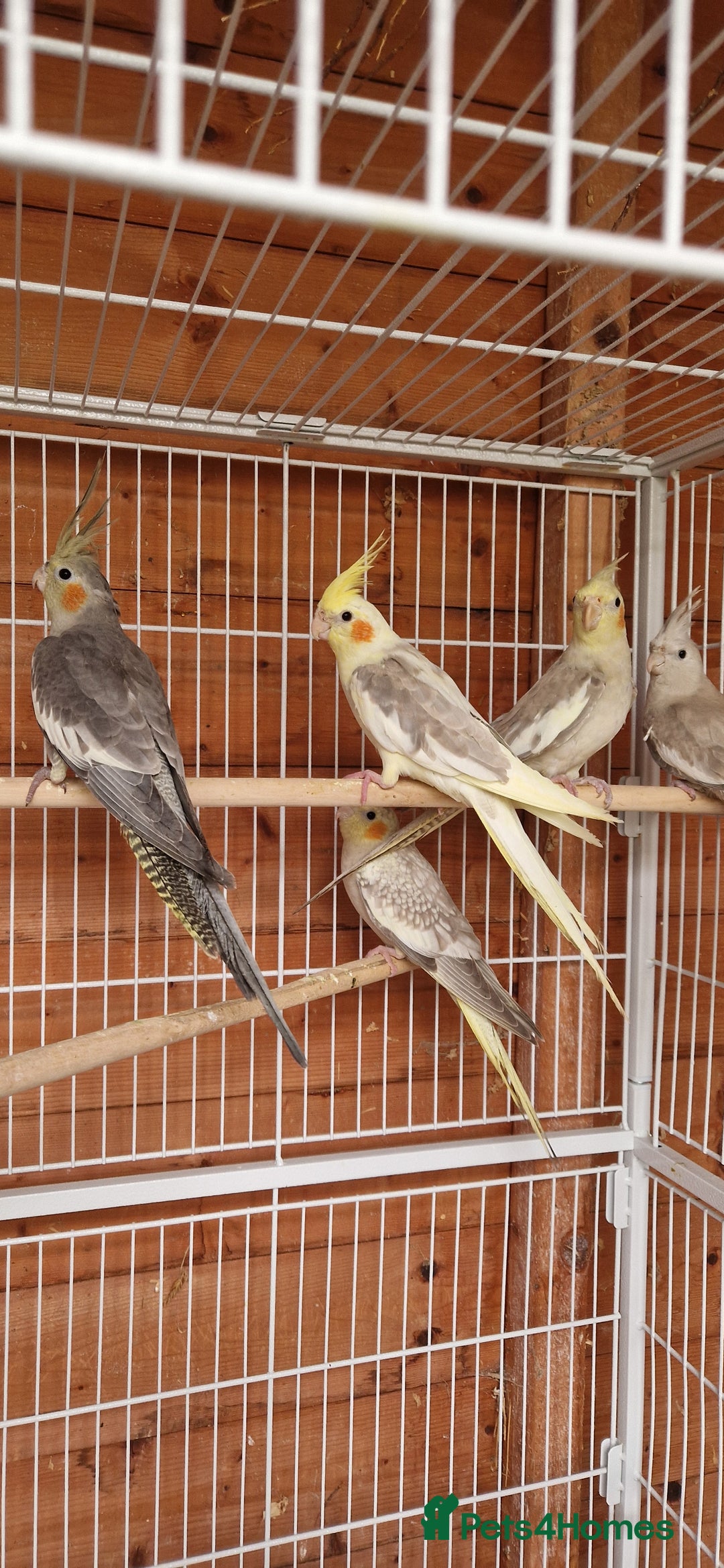 Cockatiels birds for sale: Mixed young cockatiels  - Image 4