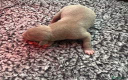 Italian Greyhound dogs for sale: 1 KC reg boy available  - Image 3