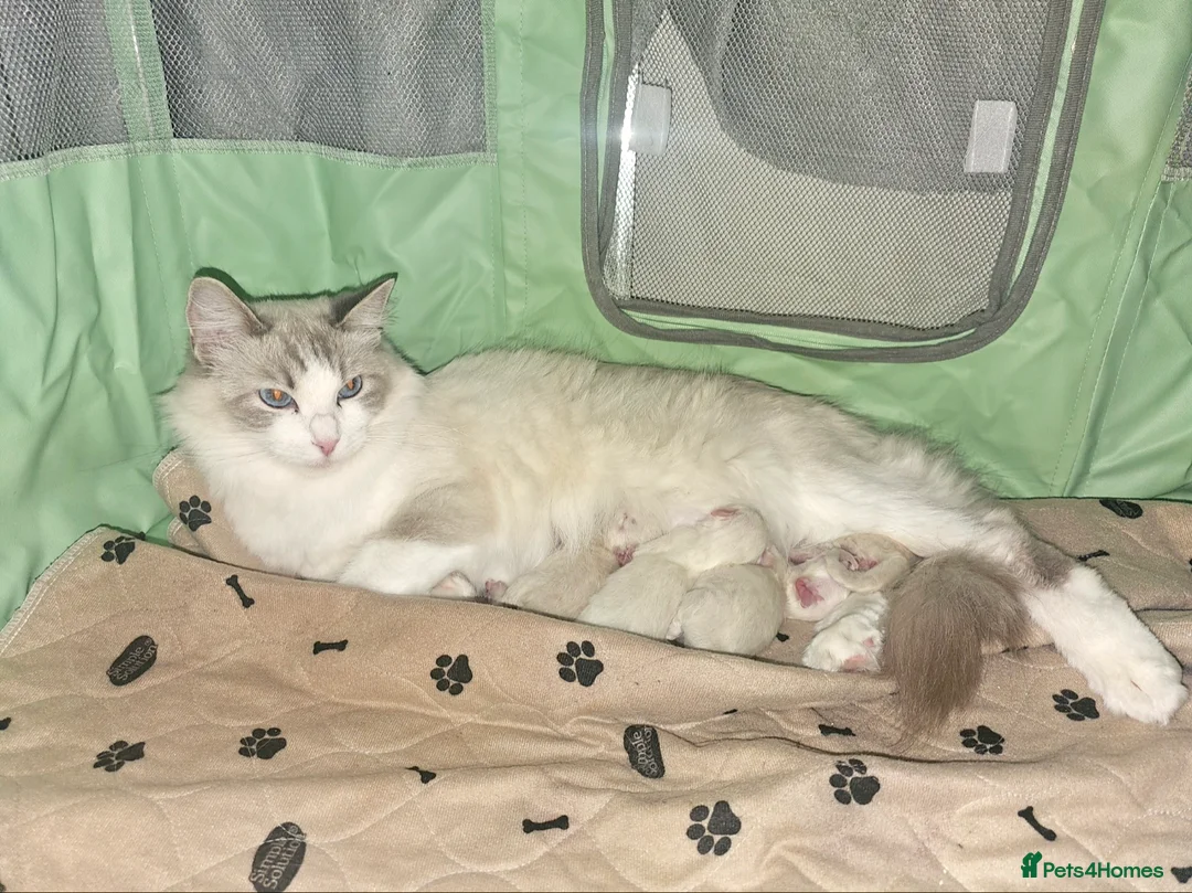 Ragdoll cats for sale: Beautiful Ragdolls Looking for Their Forever Homes - Advert 1