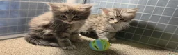 Maine Coon cats for sale: Tica Beautiful Maine Coon Kittens  in Sittingbourne - Advert 19