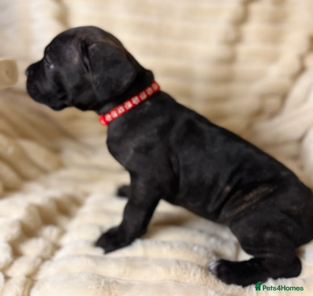 Cane Corso dogs for sale: Cane Corso Puppies  - Advert 36