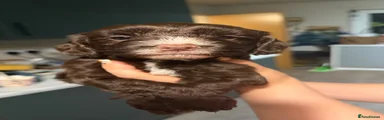 Boy 2 